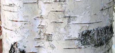 Экстракт бересты